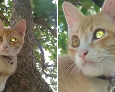 Cet adorable chat roux avec son œil en forme de diamant est le joyau le plus précieux d’Internet