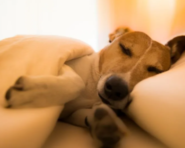 Chers propriétaires, C’est ce qui arrive à votre Chien dans ses derniers instants.