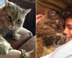 10 photos qui prouvent que les chats sont toujours là pour nous