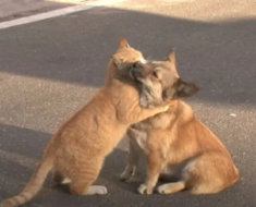 Un chat errant console un chien abandonné pendant qu’il attend désespérément son maître
