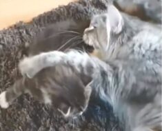 Une maman chat au cœur brisé pleure de douleur en recherchant ses chatons disparus