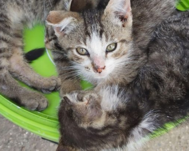 Nous Avons Trouvé trois chatons et ne pouvions pas supporter de les laisser seuls