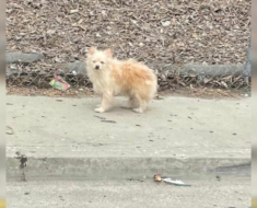 Un chiot abandonné par ses propriétaires sur une autoroute très fréquentée est resté exactement au même endroit en espérant que ce n’était qu’un malentendu