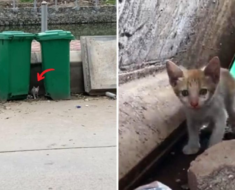 Un pauvre chat n’a pas eu de repas adéquat pendant 7 jours et a été obligé de fouiller dans les poubelles pour survivre