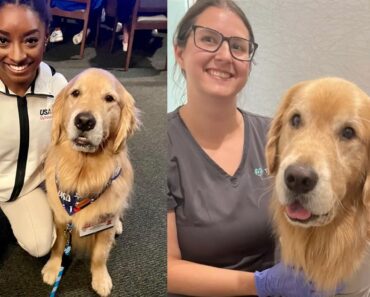 Beacon, USA Gymnastics’ therapy dog, returns home after hospitalization