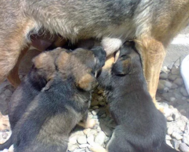 Une chienne refuse de sortir d’une fosse : Une dame s’approche d’elle et révèle alors une incroyable réalité