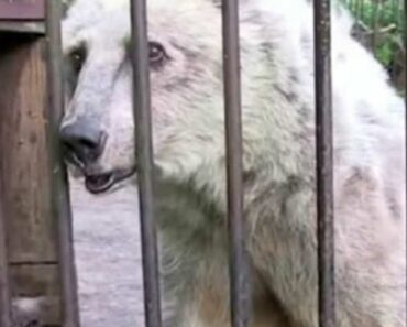 For 30 years the bear was held in a cage – now look at her eyes when the grid opens