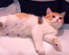 Very pregnant mama cat gives birth to 5 kittens with completely different colors