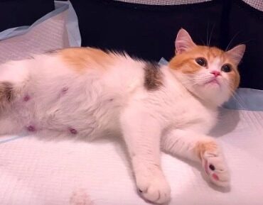 Very pregnant mama cat gives birth to 5 kittens with completely different colors