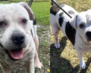 Dog rescued from “horrible conditions” has been in shelter for 5 years — still looking for a home