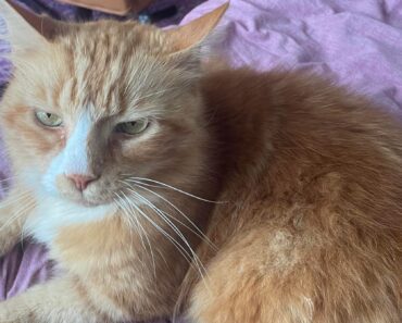 Woman steps up to save senior cat after neighbors abandon him during move