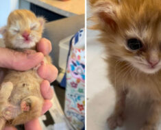 Tater Tot, le chaton sauvé aux pattes malformées qui a inspiré Internet, est décédé – repose en paix