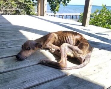 Un chien affamé retrouvé sur une île déserte à quelques jours de la mort – le voyageur passe à l’action avec seulement 48 heures d’avance