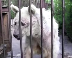 Ils libèrent cet ours après 30 ans dans une cage. Lorsque la porte s’ouvre, sa réction est horrible…