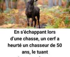 Tragédie en Lorraine : Un chasseur à l’arc perd la vie après avoir été heurté par un cerf