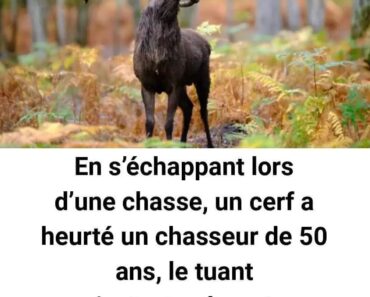 Tragédie en Lorraine : Un chasseur à l’arc perd la vie après avoir été heurté par un cerf