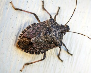 Alerte, ces insectes prolifèrent dans les maisons, si vous voyez ce signe, il est déjà…