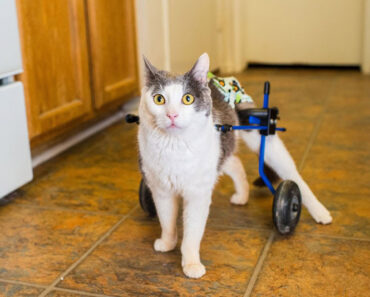 Un chat peut-il se remettre d’une paralysie des pattes arrières ? (Réponse du vétérinaire)