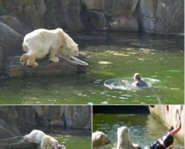 Une jeune femme saute dans l’enclos d’un ours polaire : découvrez la réaction des sauveteurs