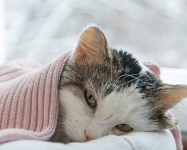 Chat malade : les signes qui ne trompent pas