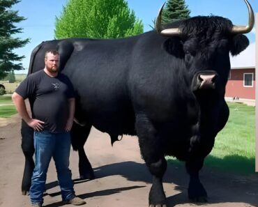 I recently spent $6,500 on this registered Black Angus bull.