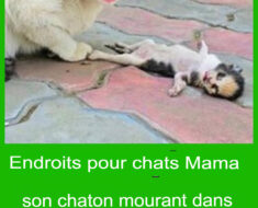 Une maman chat place son chaton mourant entre les mains d’un homme et reçoit une réponse qu’elle n’oubliera jamais