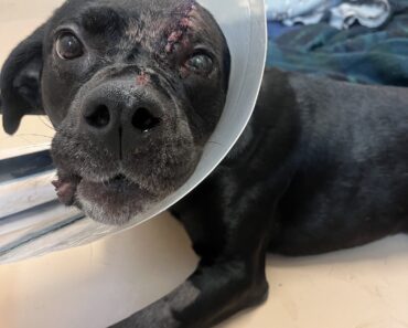 Un chien a survécu à une balle dans la tête tirée à bout portant : il se remet tandis que les autorités recherchent le tireur