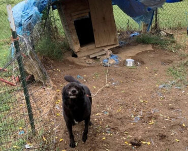 Un chien âgé a passé une décennie attaché à l’extérieur dans un enclos en terre battue – après avoir finalement été sauvé, sa vie a complètement changé