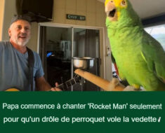 Un père commence à chanter « Rocket Man », mais un perroquet hilarant prend rapidement le relais et vole la vedette.