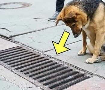 Le chien regarde dans les égouts tous les jours, et quand il s’est ouvert, les GENS ont été choqués !