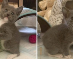 Le chaton qui est né sans queue et qui saute comme un lapin a trouvé la maison de ses rêves