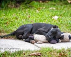 Ce chien errant dort avec une peluche et personne ne se soucie de lui