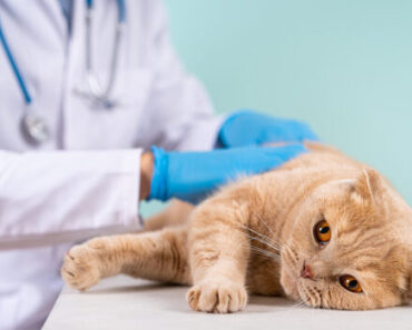 Reconnaître les signes : quand l’heure de votre chat approche