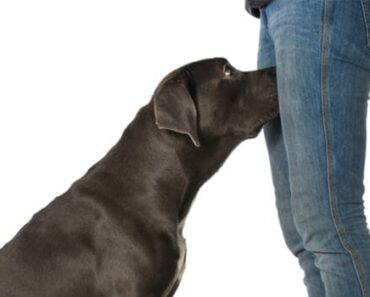 Si votre chien renifle vos parties génitales, voici ce que cela signifie