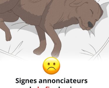 11 signes que votre chien est sur le point de mourir