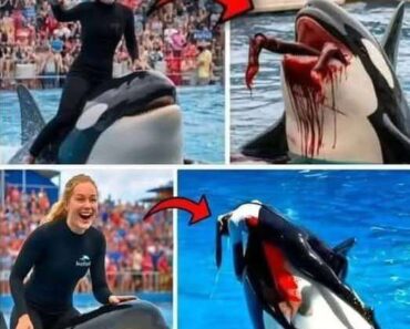 Orca trainer is devoured by this one while perfor…see more