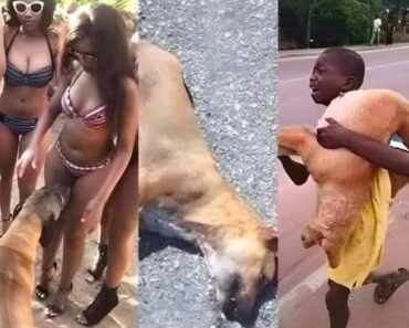 Your Dogs Sniff Your Private Area? See Why