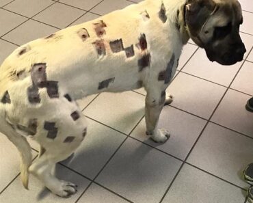 Un vétérinaire révèle la cause des petites morsures rouges sur le ventre des chiens
