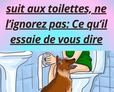 Votre chien vous suit aux toilettes ? Voici ce que cela signifie