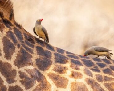 This giraffe left photographer speechless, then sad truth is revealed