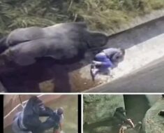 The boy who fell into a gorilla’s cage… and was saved by it… See more