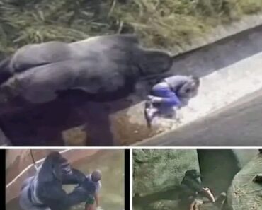 The boy who fell into a gorilla’s cage… and was saved by it… See more