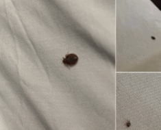 If you find ticks inside your home, here’s what you should know