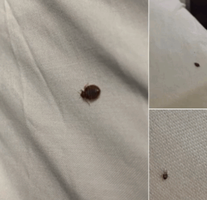 If you find ticks inside your home, here’s what you should know