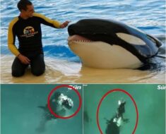 Tragedy at the Aquarium: Orca Turns Deadly in Final Moments with Beloved Trainer