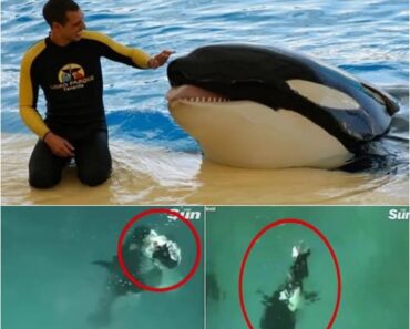 Tragedy at the Aquarium: Orca Turns Deadly in Final Moments with Beloved Trainer