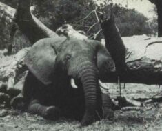 An Elephant Trapped Under a Fallen Tree… But Something Felt Off. Watch What Happened Next