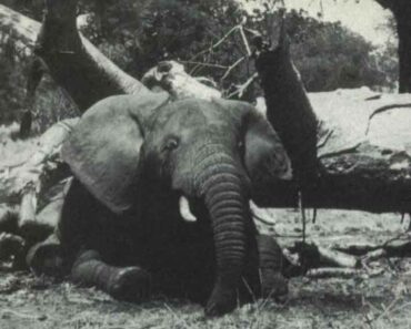An Elephant Trapped Under a Fallen Tree… But Something Felt Off. Watch What Happened Next
