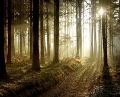 Missing Girl Found in the Woods — What Her Mother Had Done Left Everyone Speechless