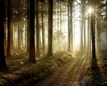 Missing Girl Found in the Woods — What Her Mother Had Done Left Everyone Speechless